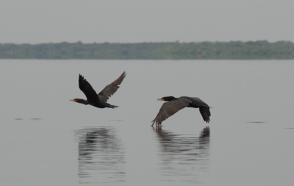 Cormorants_7-23-208