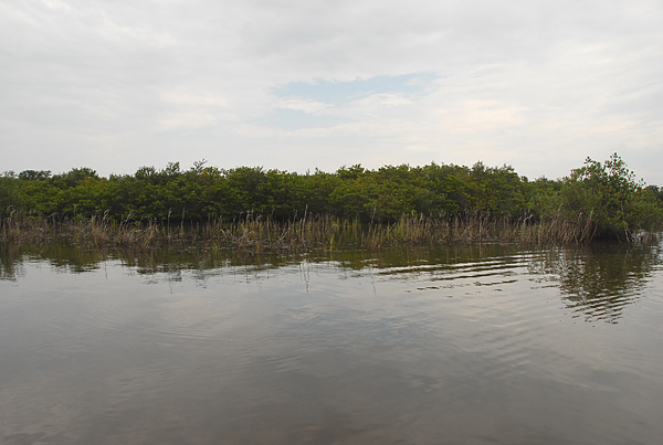 Spartina_7-23-2008